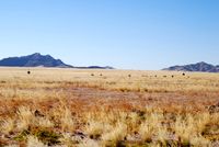 Strau&szlig;e in der Namib